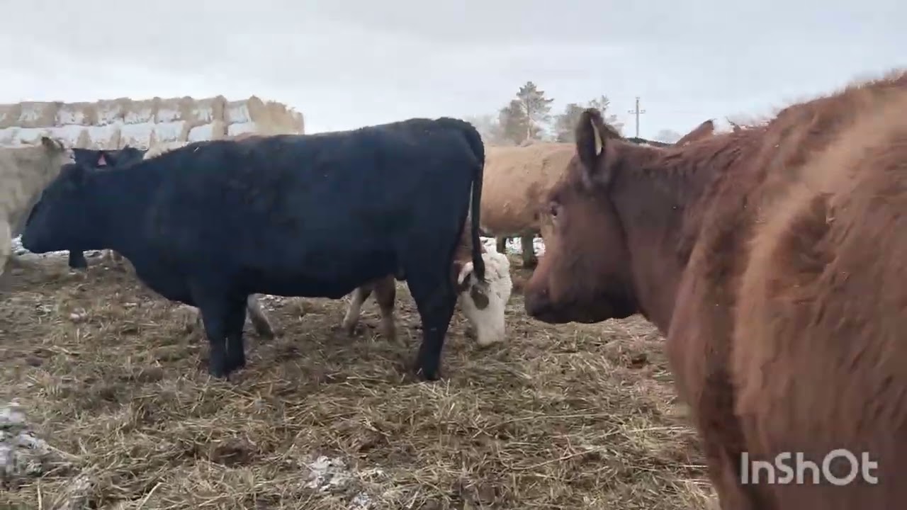 Коров прокололи Ивермеком.