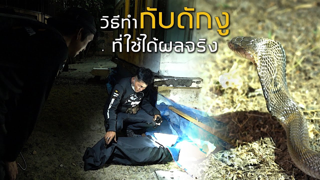 ดักได้จริง!!...วิธีทำกับดักงูที่ใช้ได้ผลจริง!! อสรพิษวิทยาEP.101