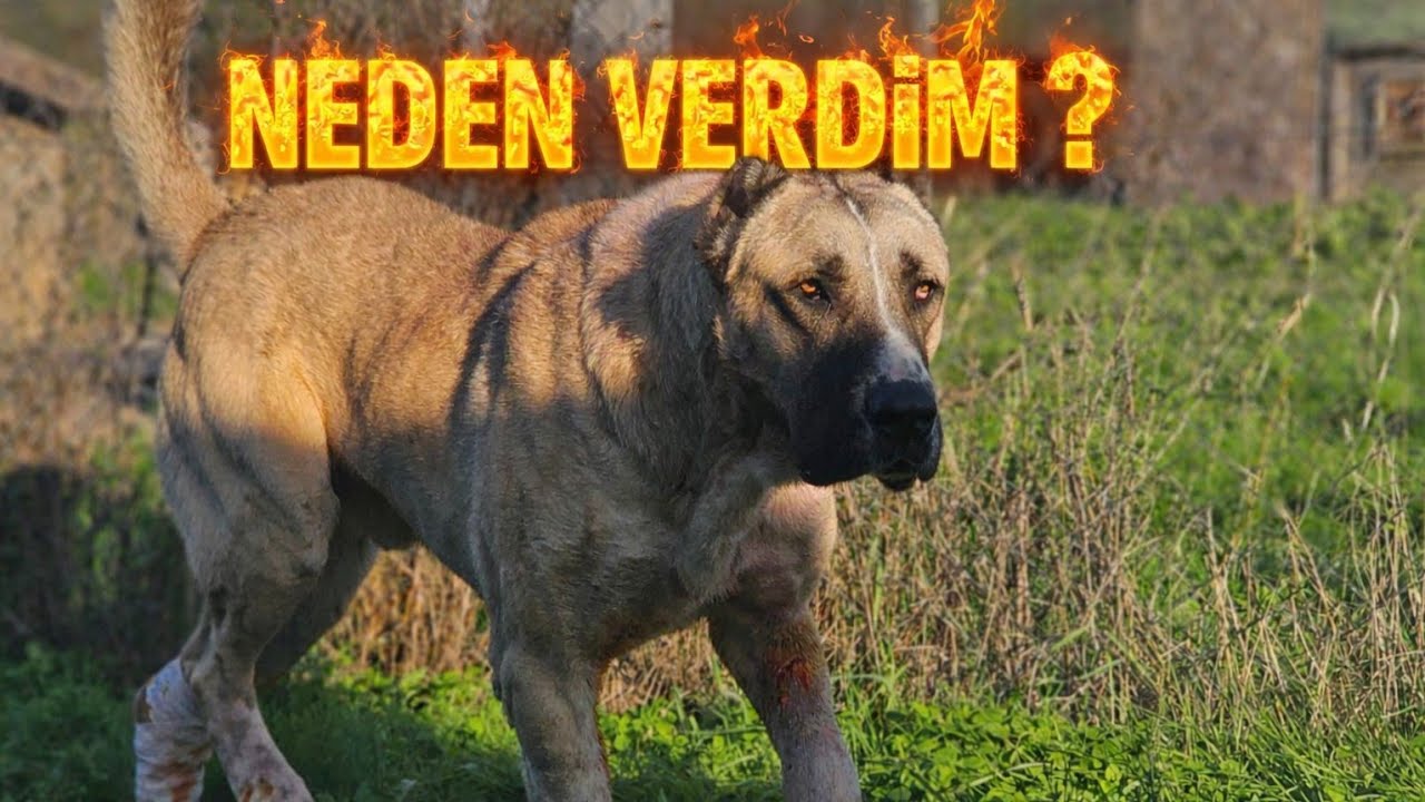 PANZERİ NEDEN VERDİM VE GERİ GELECEK Mİ ? ATLASLA PANZERİ TAKAS MI ETTİM ? 