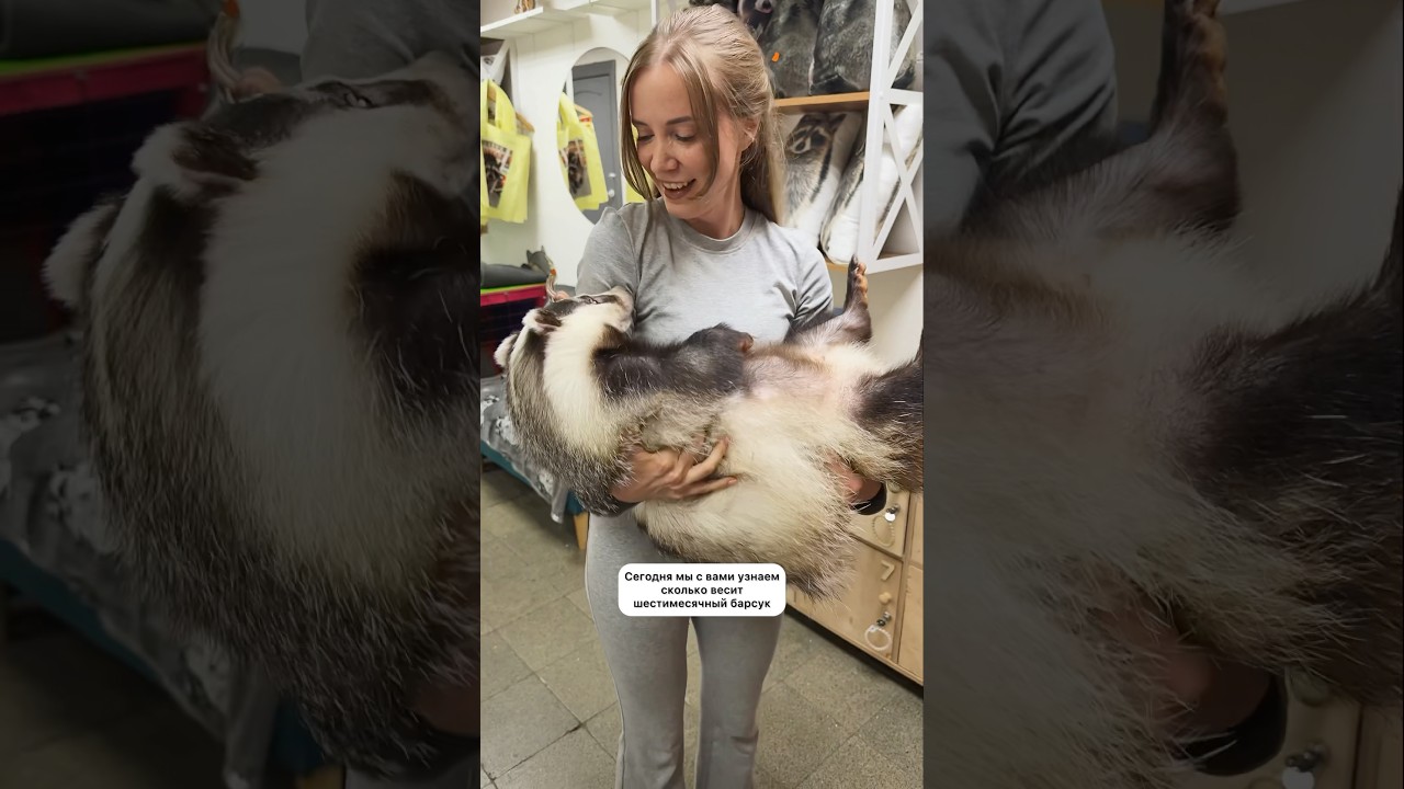Сколько весит барсук? 🥹🦡