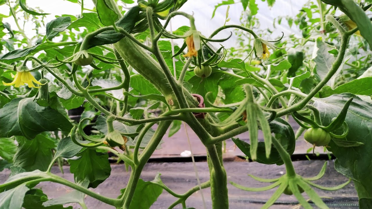 Pembe Domateslerde İlk Meyveler ve İlk Gübreleme