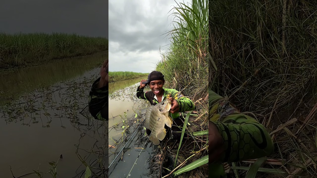 Mung mancing #mancing #fishing #sarangikannila #ikan #spotnilaliar