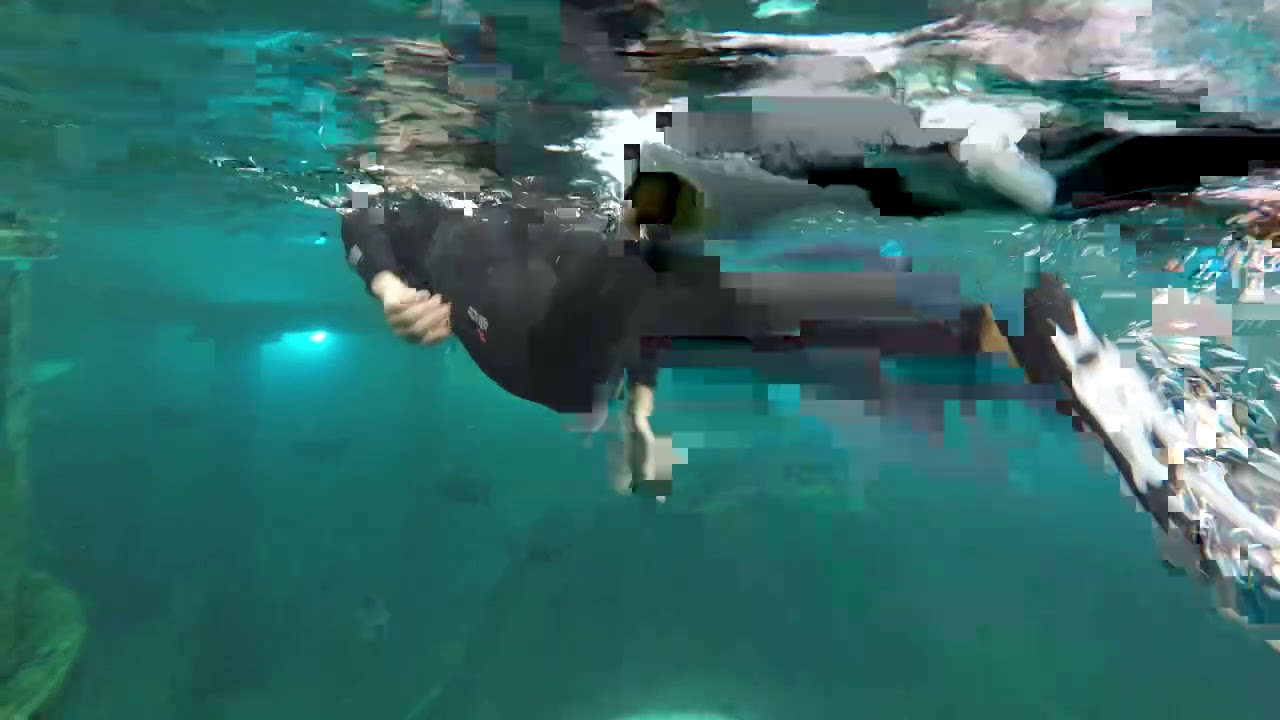 Snorkelen bij todi in Beringen.