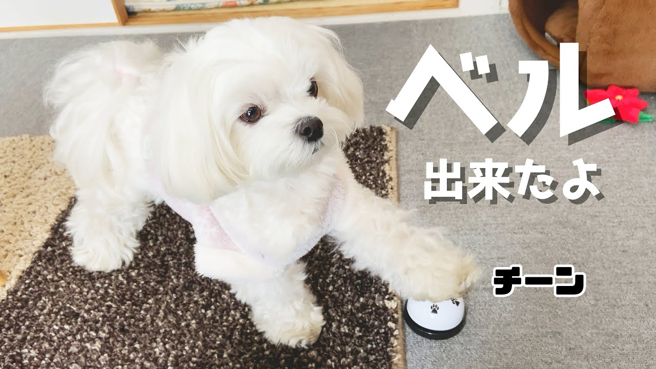 【ドッキリ】犬が突然教えていないベルを鳴らすを覚えていたらパパは驚くのか？【マルチーズ】