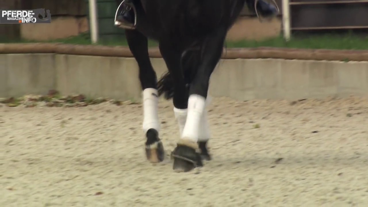 Lektionen reiten: Die Traversale (www.pferde-magazin.info)