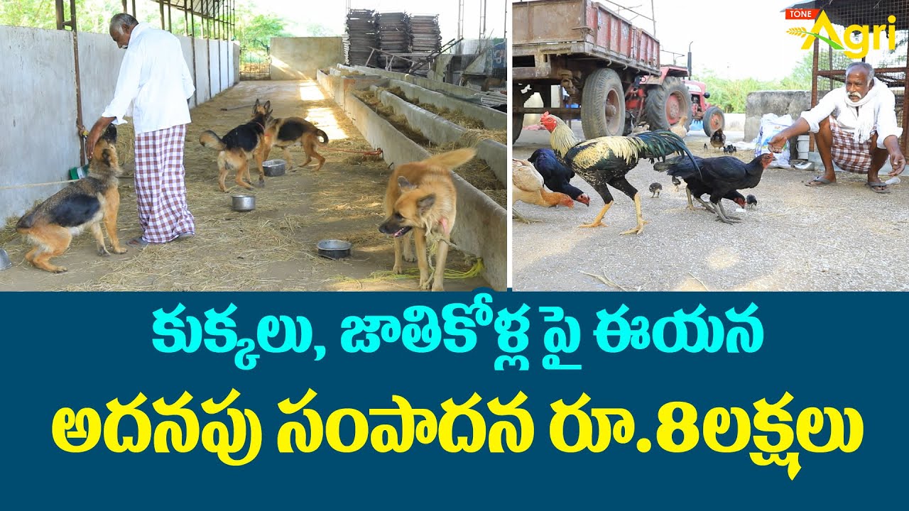 Livestock Rearing in Telugu | కుక్కలు, జాతికోళ్లపై ఈయన అదనపు సంపాదన రూ.8లక్షలు.. Tone Agri