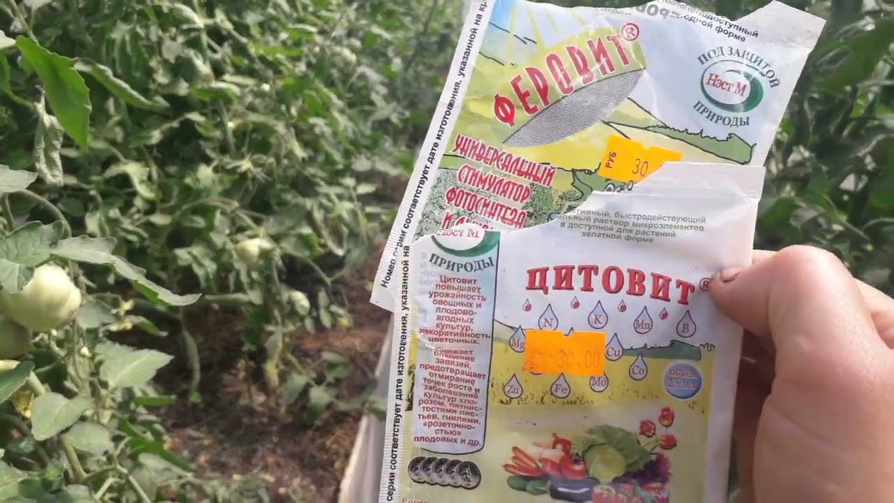 Прищипка макушек томатов.