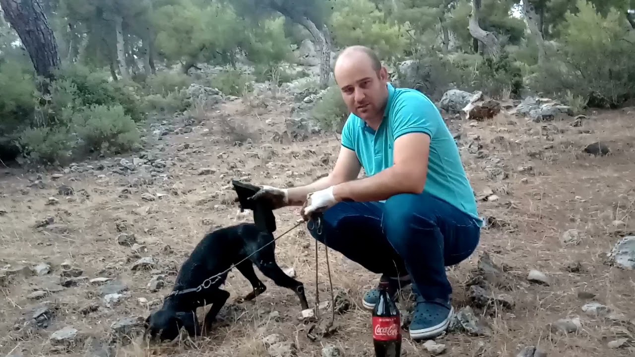 hayvanlarda uyuz hastalığına 100 de100 çözüm