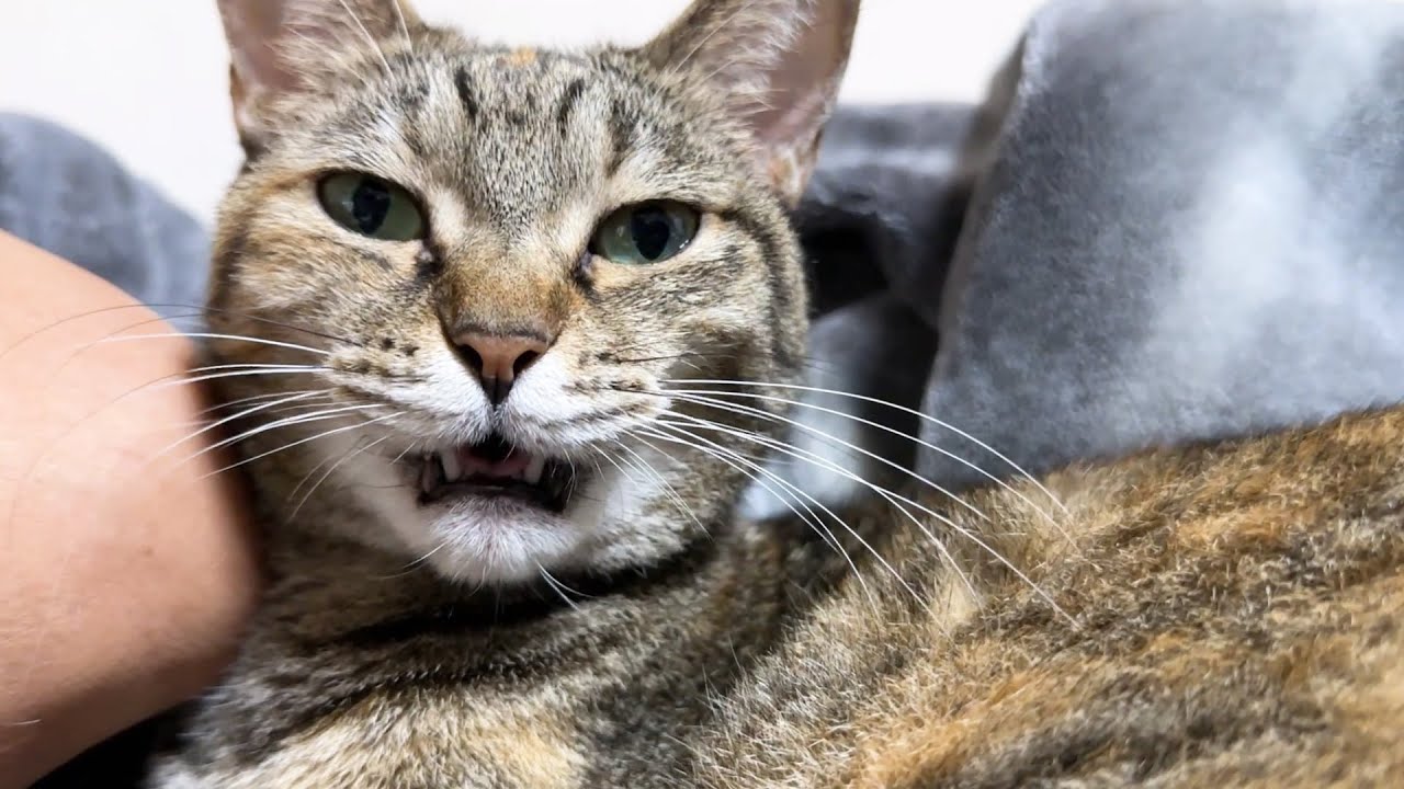 ちゃんと自分のお名前を理解している猫たちは必ずお返事してくれます