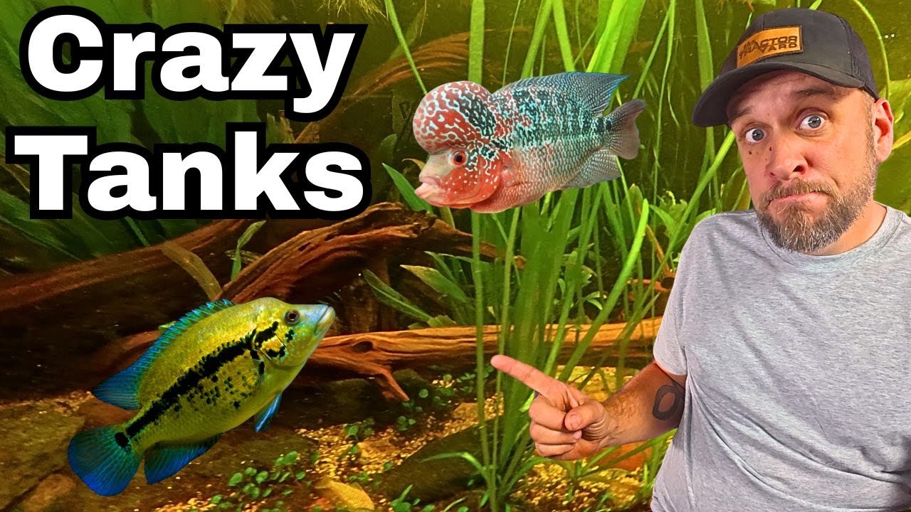 Epic Fish Room Tour - 23 Tanks and 1300 Gallons