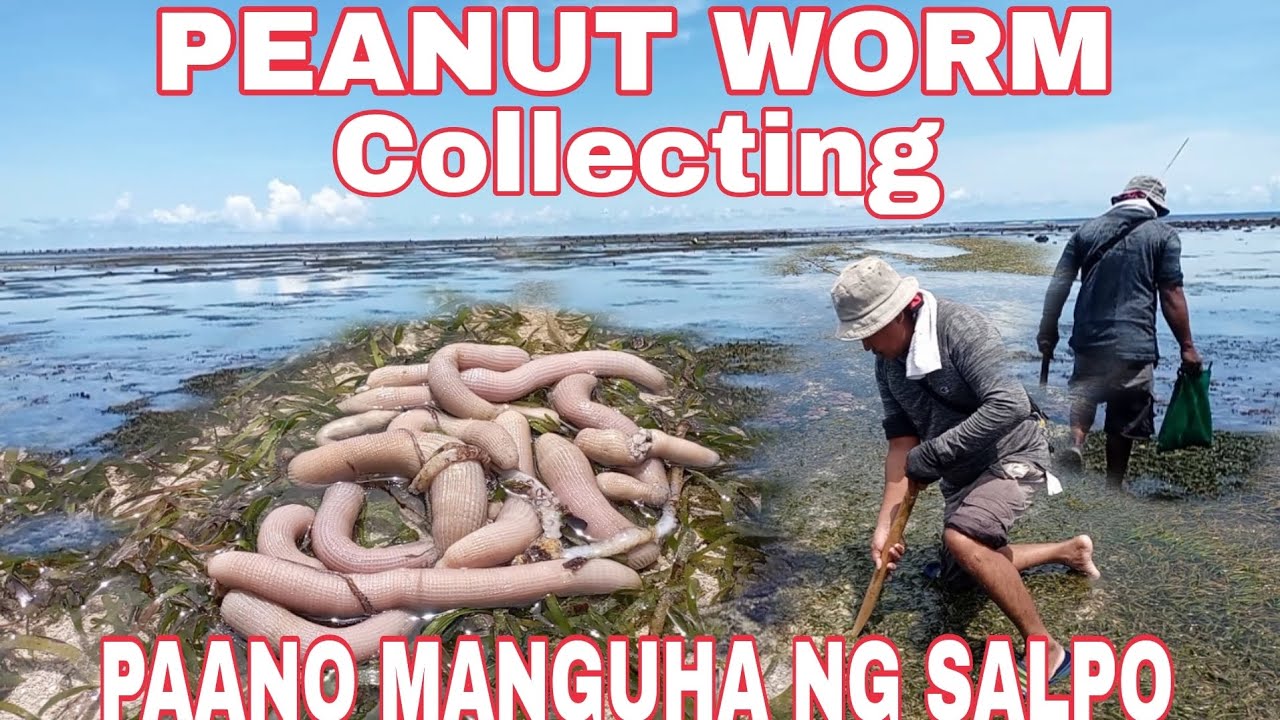 Low Tide Peanut Worm Hunting | Amazing Sea Foraging Vlog