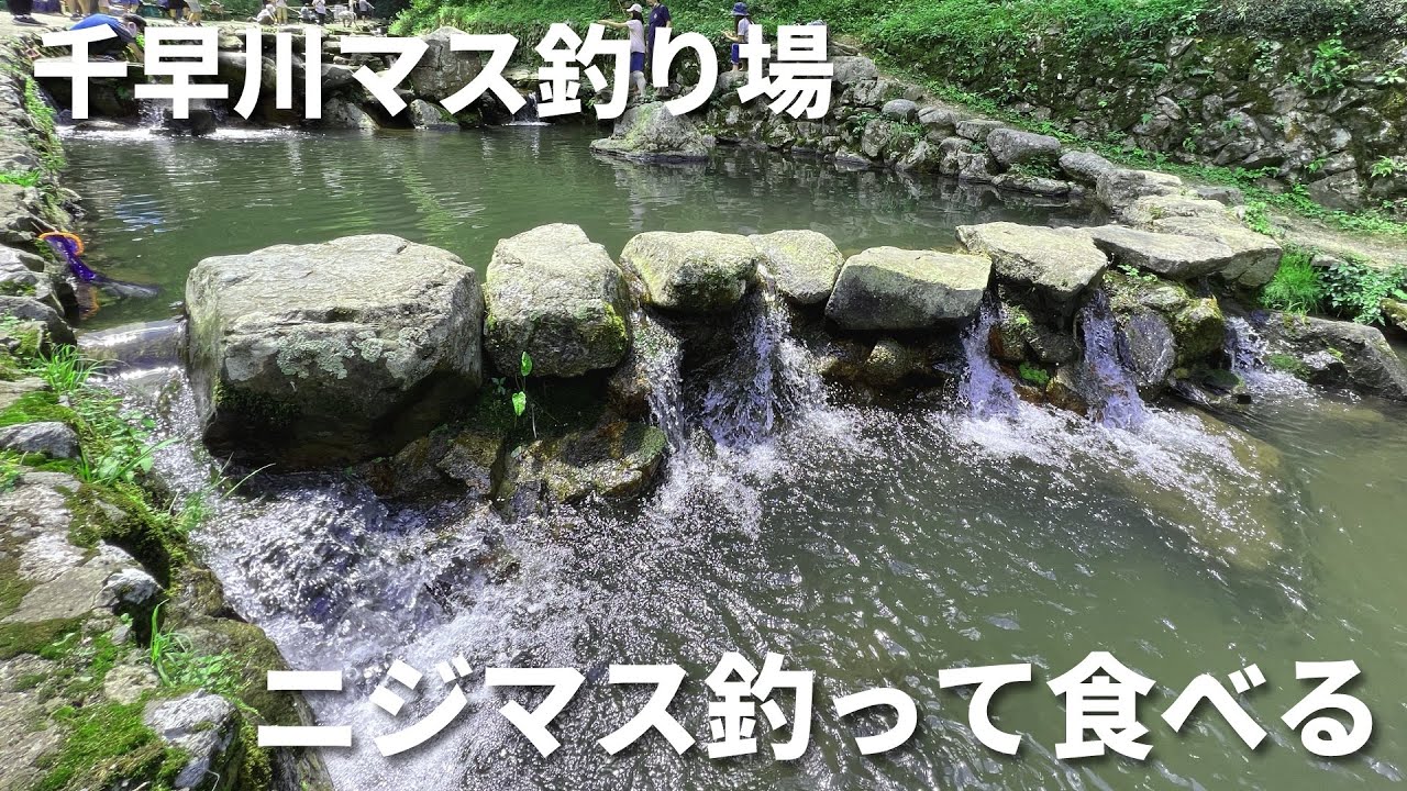 【千早川マス釣り場】釣ったニジマスを料理してくれる釣り堀に行ってきました【千早赤阪村】