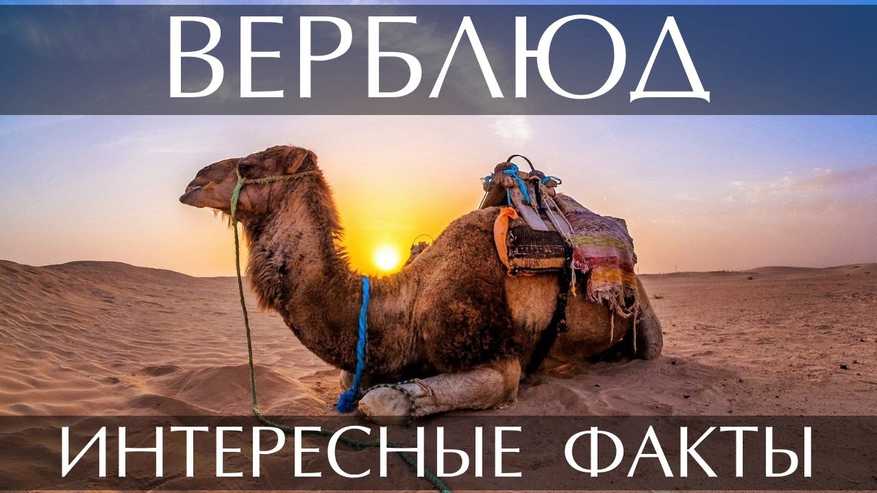 Интересные факты о Верблюде