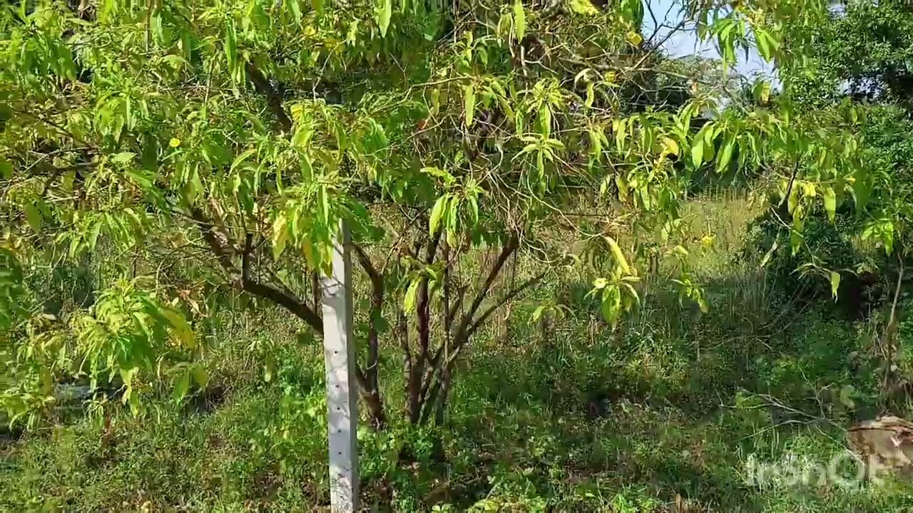 N.A. plots (167 sq mtrs) starting at Rs 25 lakhs, in Palghar. I can help. Ph 9021267537. Title clear