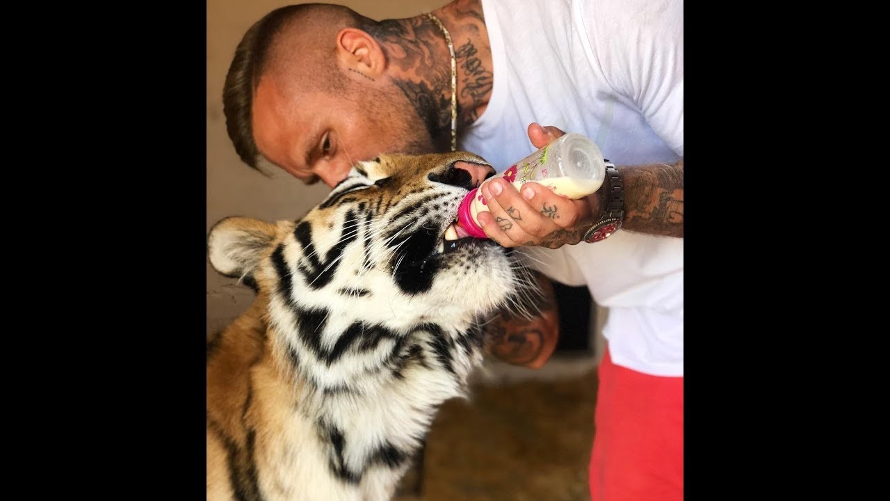 Kontra K spielt mit seinem Tiger | Best Of