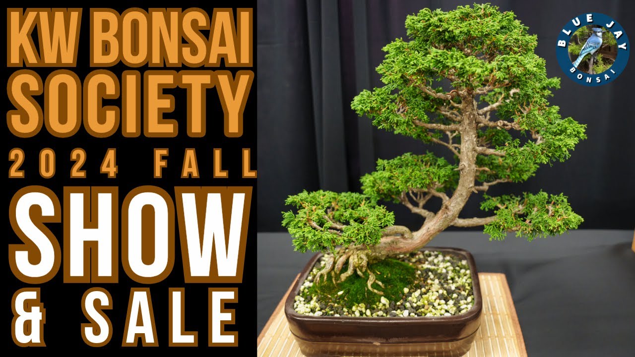 KW Bonsai Society 2024 Fall Show - Photo Slideshow