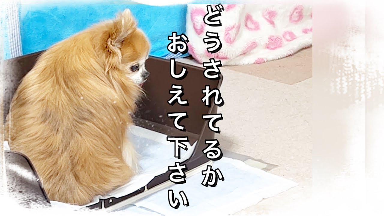 【犬の便秘】コレやってみたら無事でました！３日間出なくて困ってたチワワ【盲目シニア犬】#老犬介護 #チワワ #犬 #dog