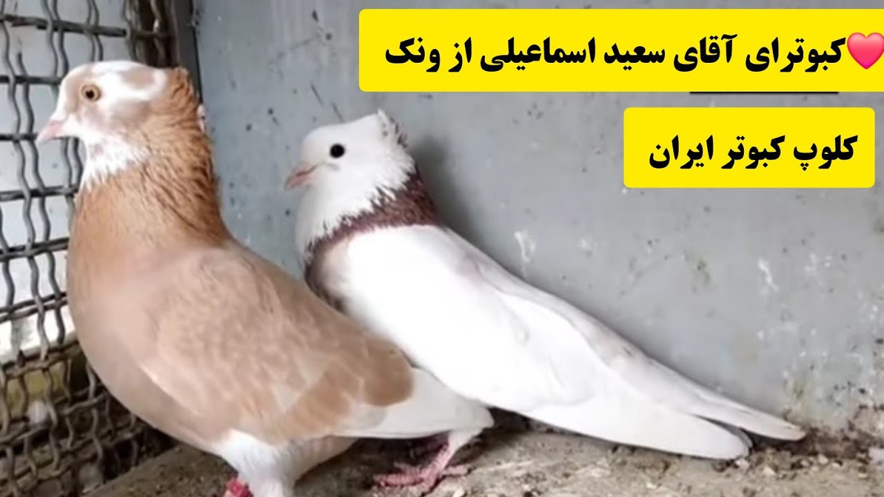 ❤️گزارش از کبوترخانه آقای سعید اسماعیل زاده (سعید ونکی ) از تهران iranian high flyers pigeon