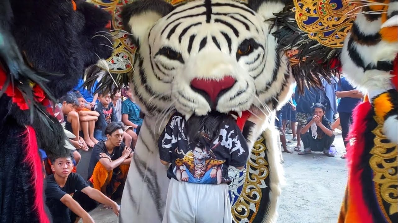 Ciwi-Ciwi Dicaplok Barongan Macan Putih Sekar Mulya Jaya