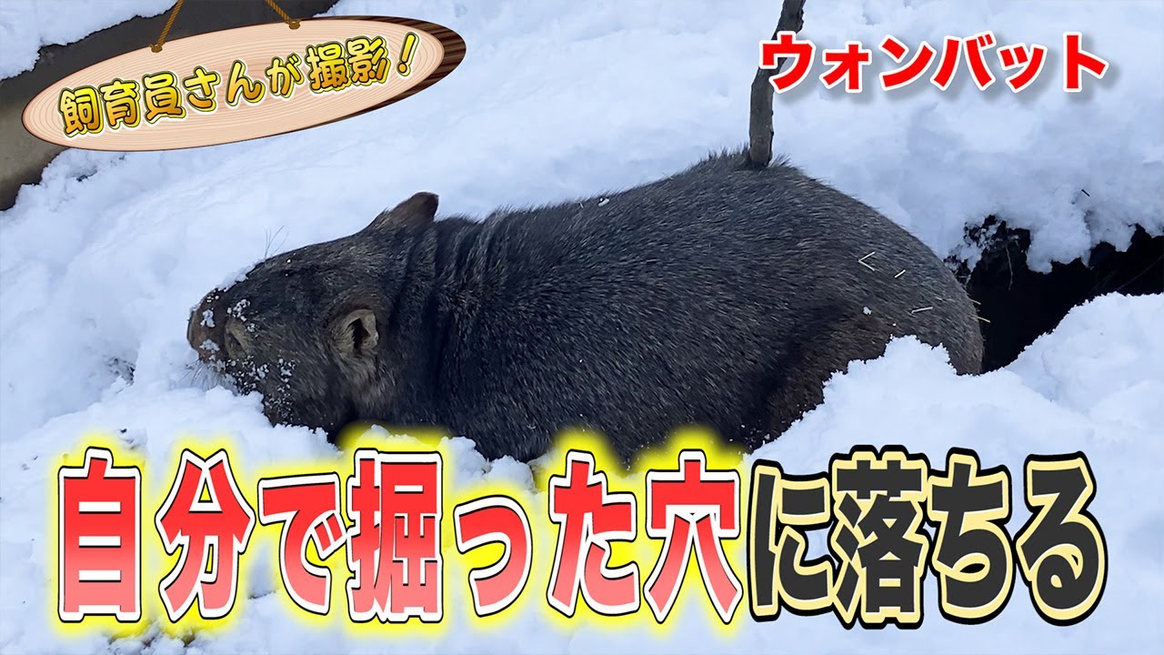 動くぬいぐるみ！ウォンバットが穴にハマる激レアショット！