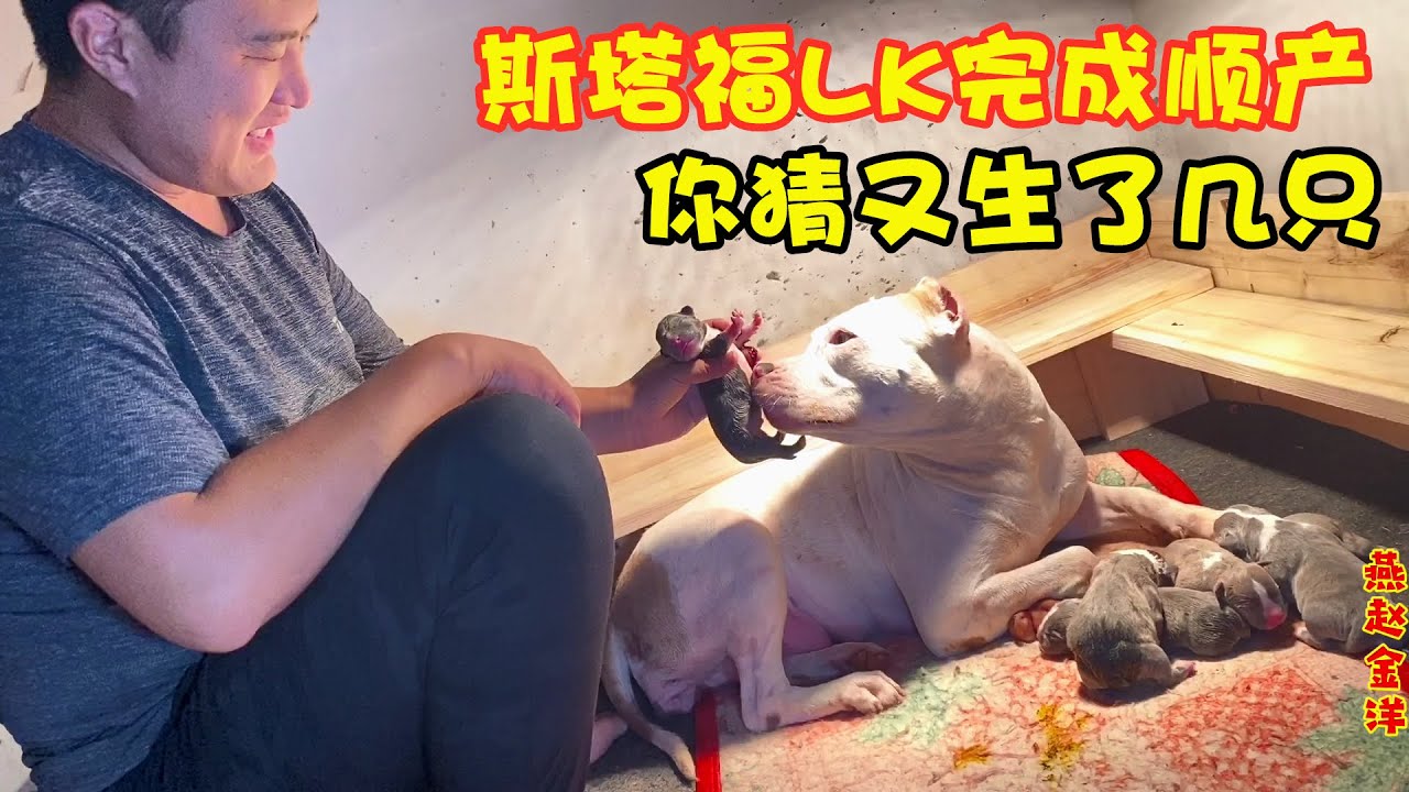 斯塔福生产继续中（3）生完老五时隔两小时竟然還有，到底生了几只呢？