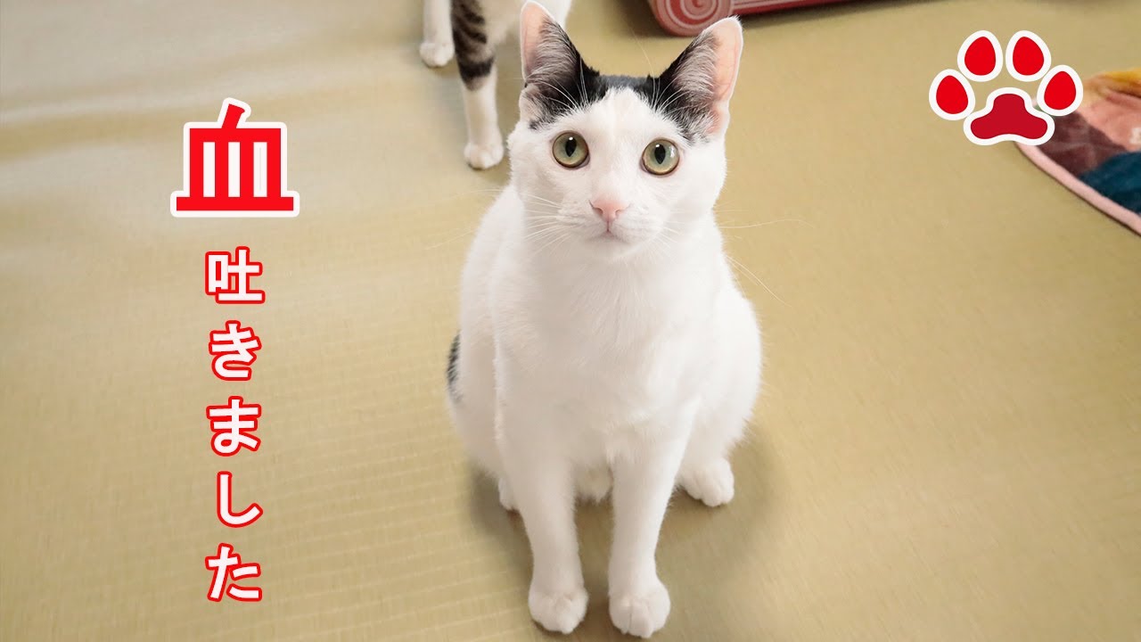 Кошка кашляла кровью.