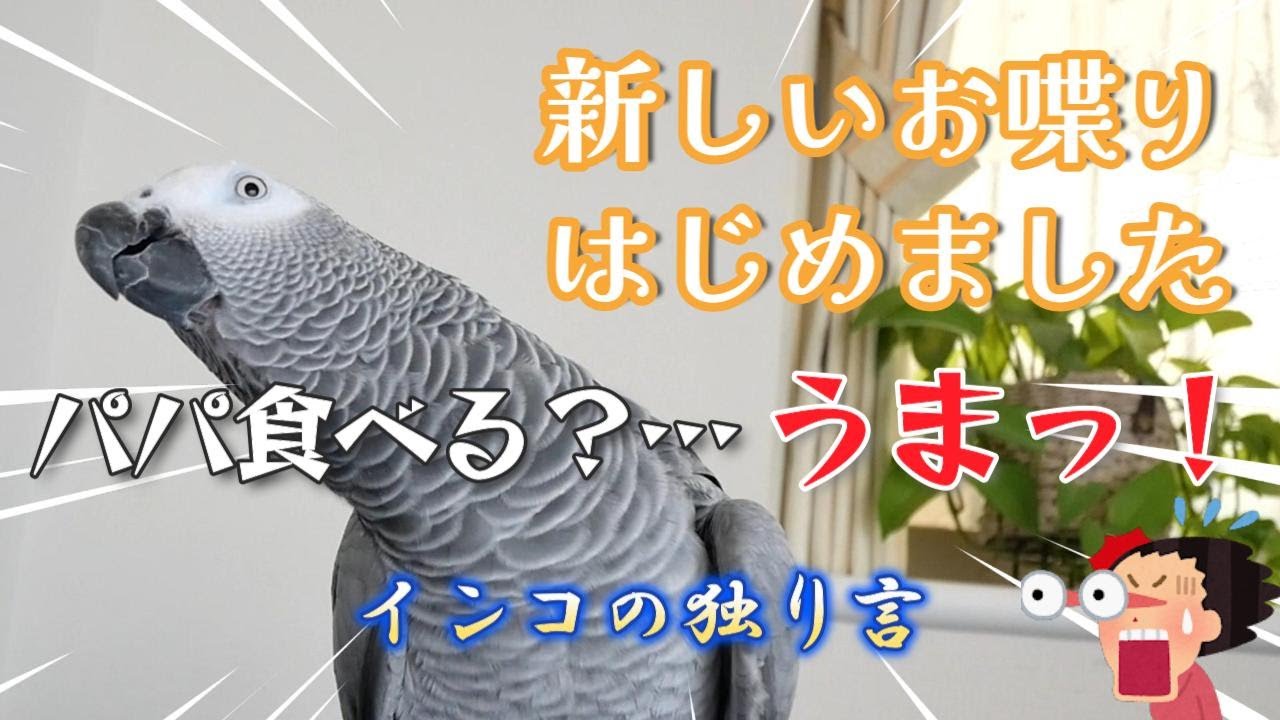 【新しいお喋り】新しいお喋り覚えはじめました！パパ食べる？…うまっ！？インコの独り言