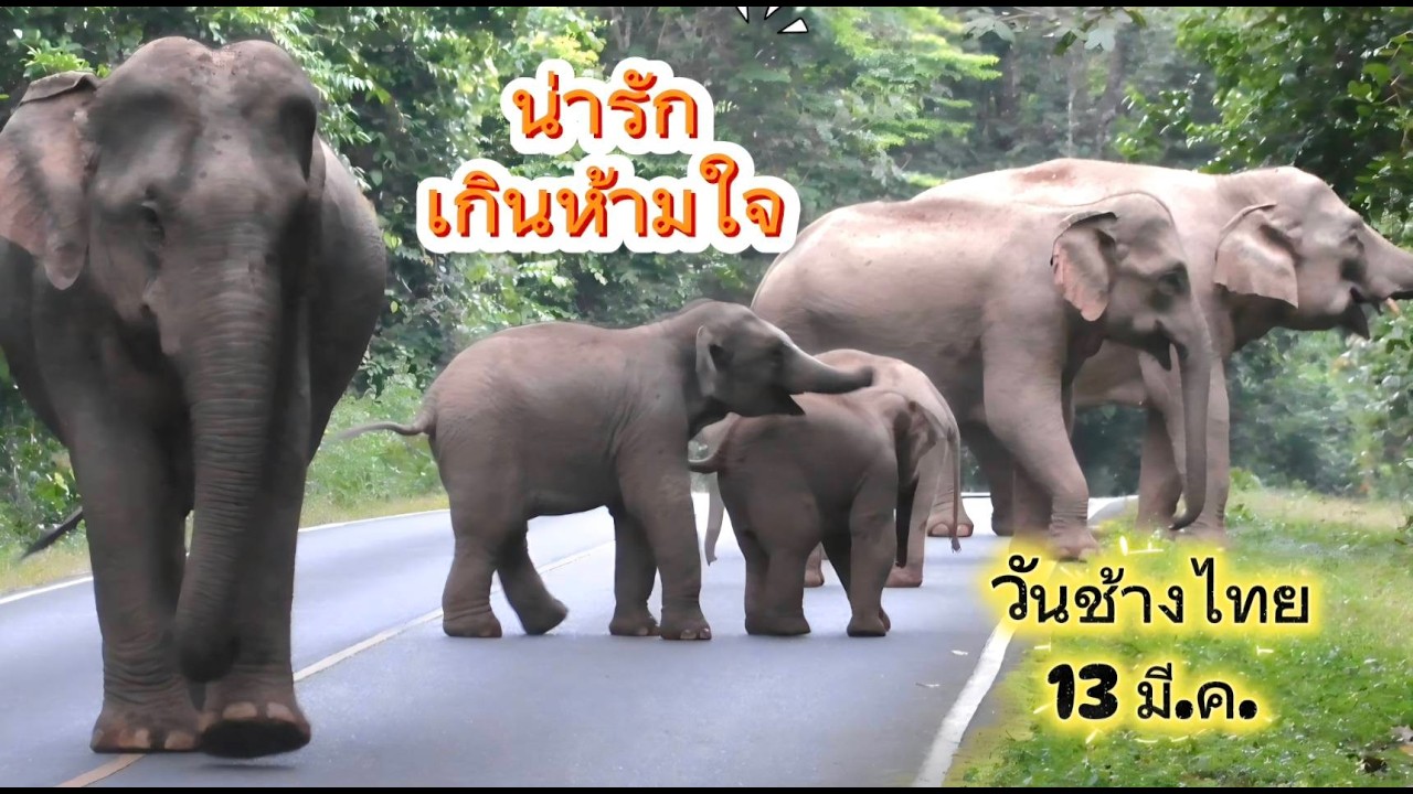 วันช้างไทย (ช้างป่าเขาใหญ่น่ารักเสอม)
