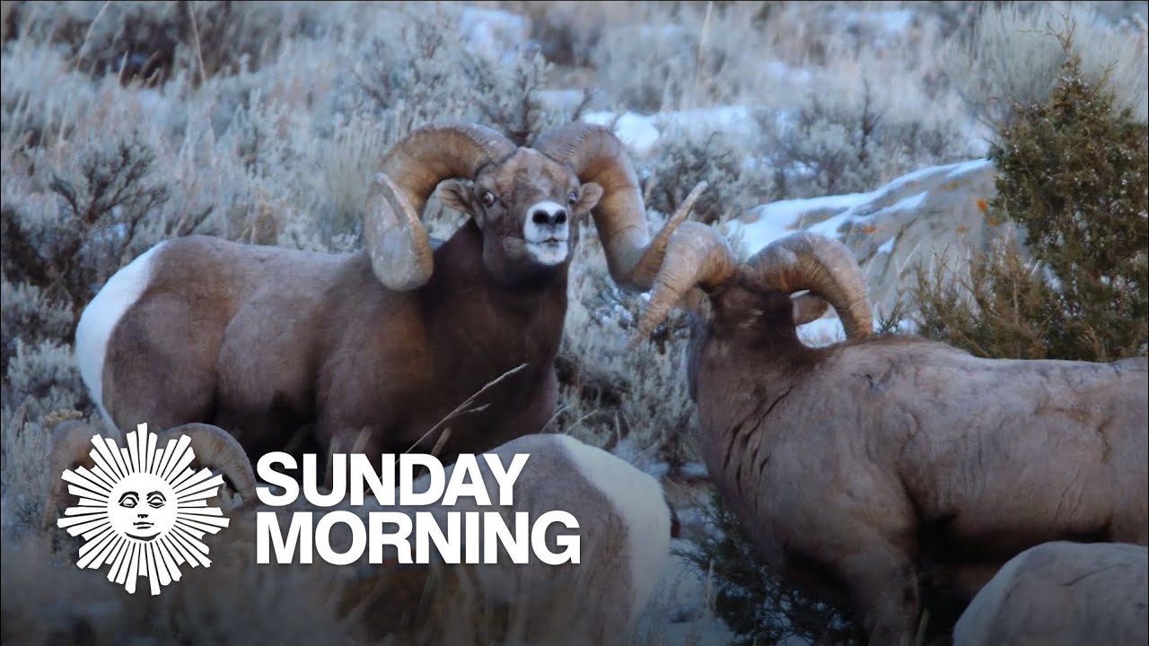 Nature: Big horn sheep in Montana