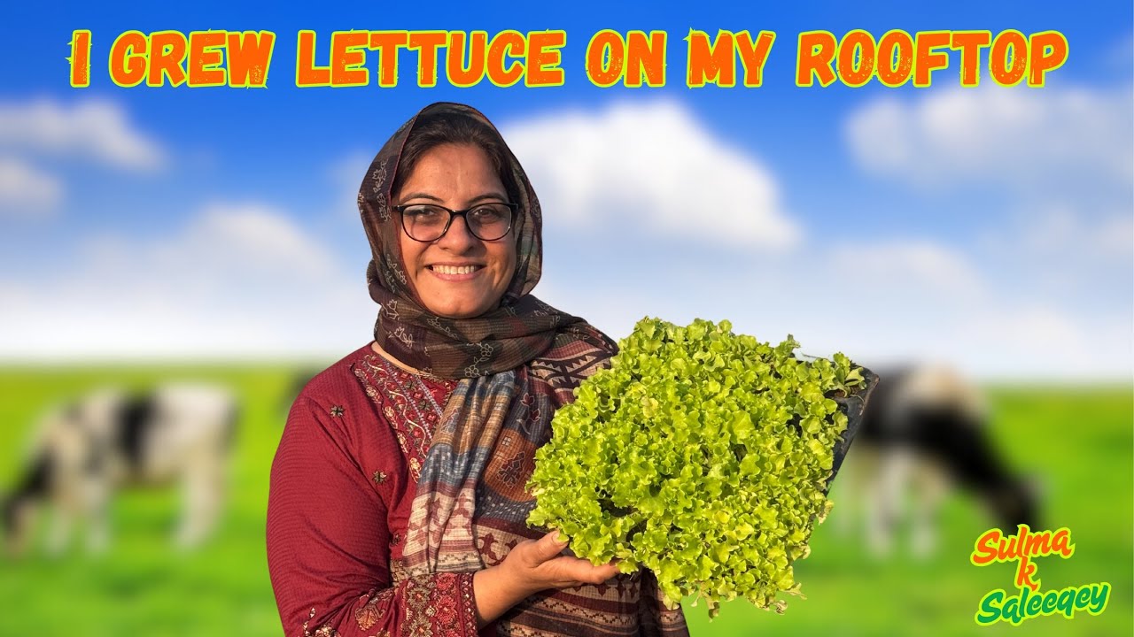 How to plant and grow lettuce (Salad) at home  