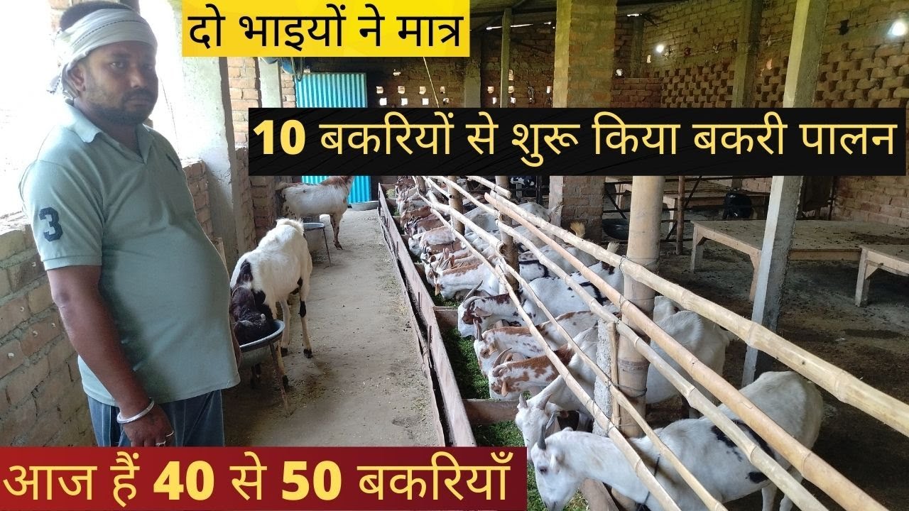 दो भाइयों ने मात्र 10 बकरियों से शुरू किया बकरी पालन, आज हैं 40 से 50 बकरियाँ #Goatfarminginindia