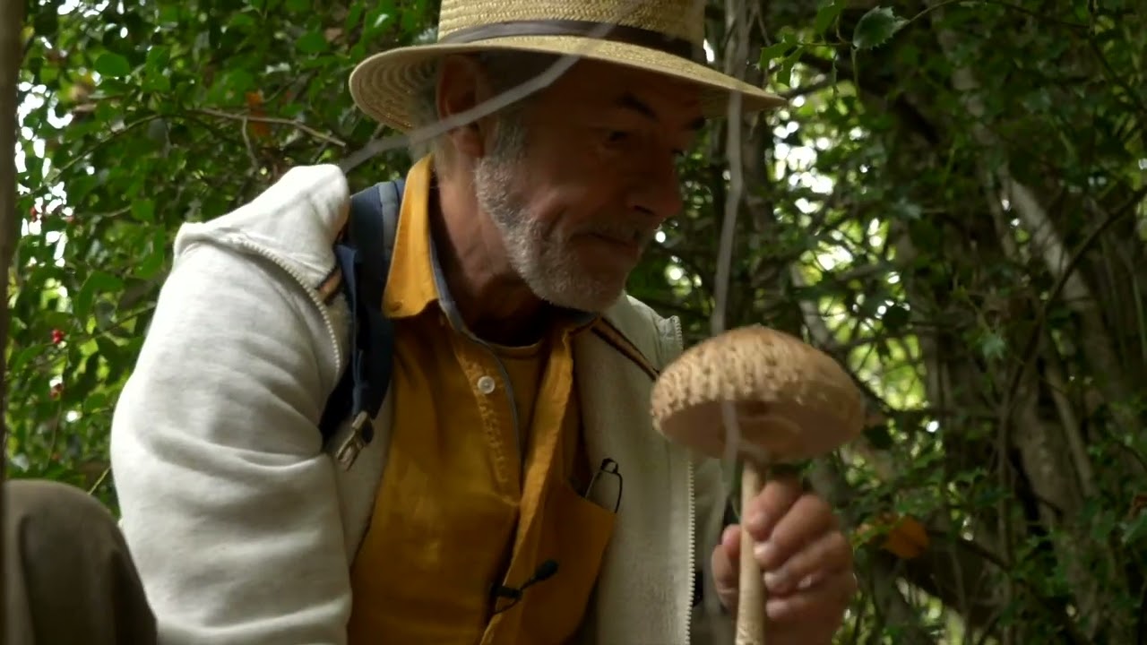 Les arbres guérisseurs et pierres guérisseuses