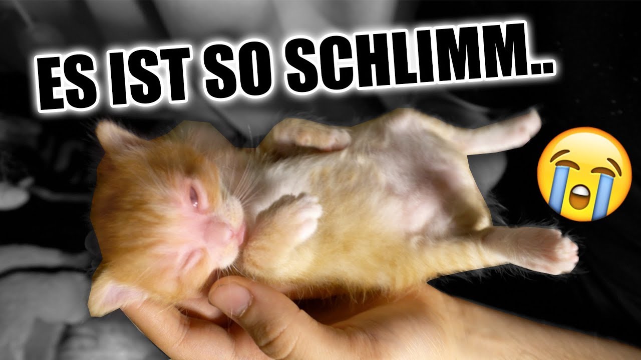 DAS IST MIT MEINEN KATZENBABYS PASSIERT..😭