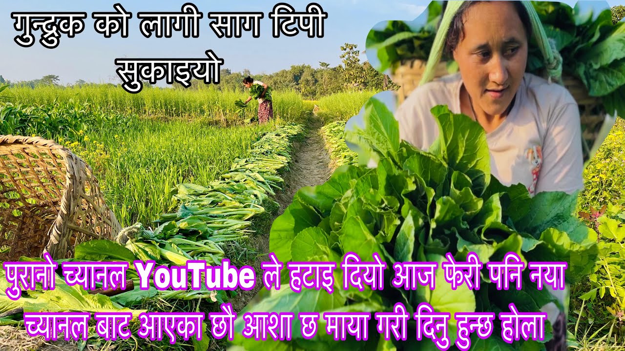 गुन्द्रुक राख्नलाई रायो साग टिपेर घाममा सुकाइयो||Sun-Dried Mustard Leaves For Gundruk Nepali Food