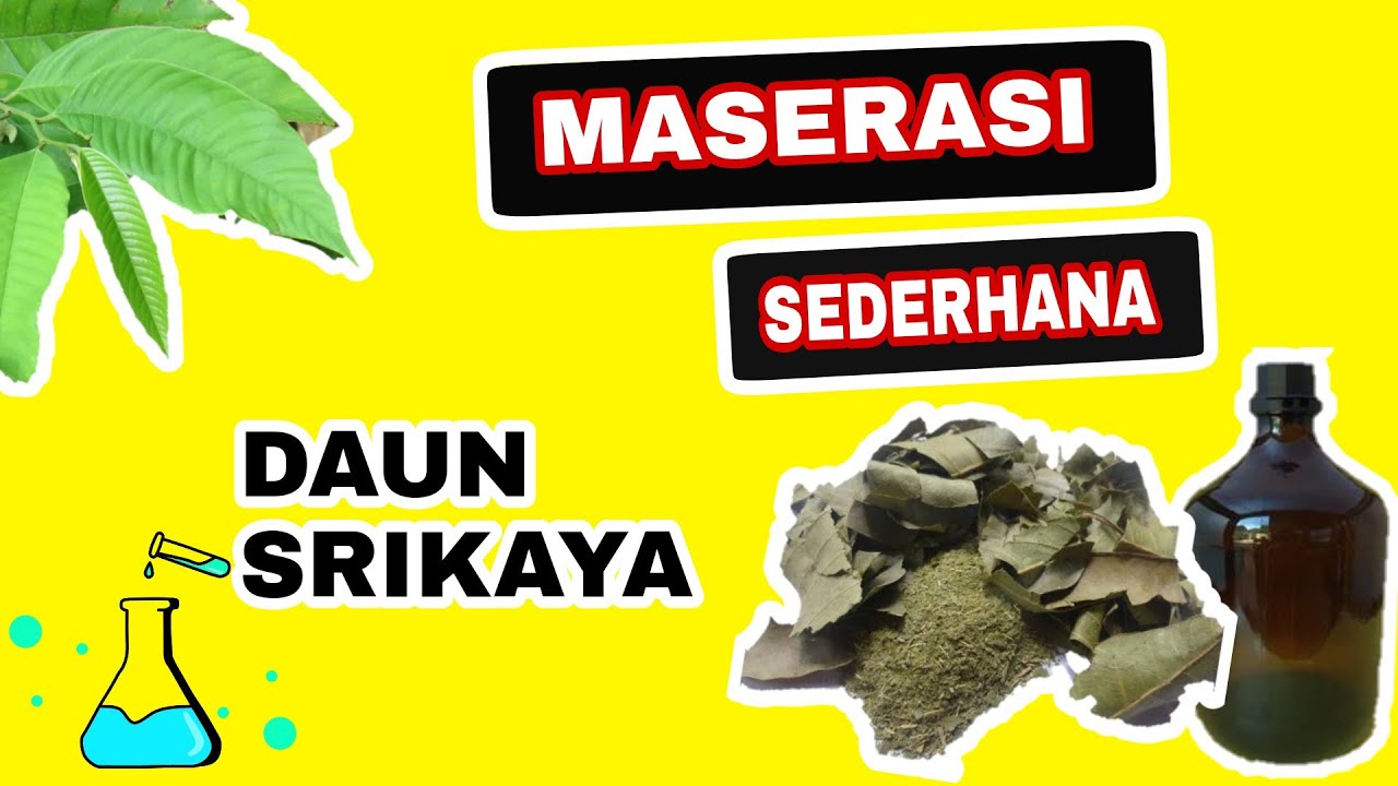 Pembuatan Ekstrak Daun Srikaya Dengan Metode Maserasi