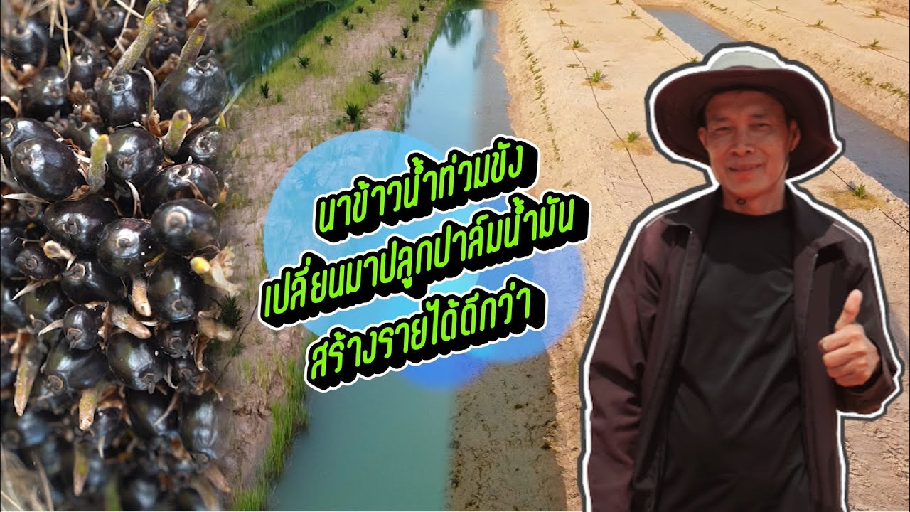 นาข้าวน้ำท่วมขังเปลี่ยนมาปลูกปาล์มน้ำมันสร้างรายได้ดีกว่า