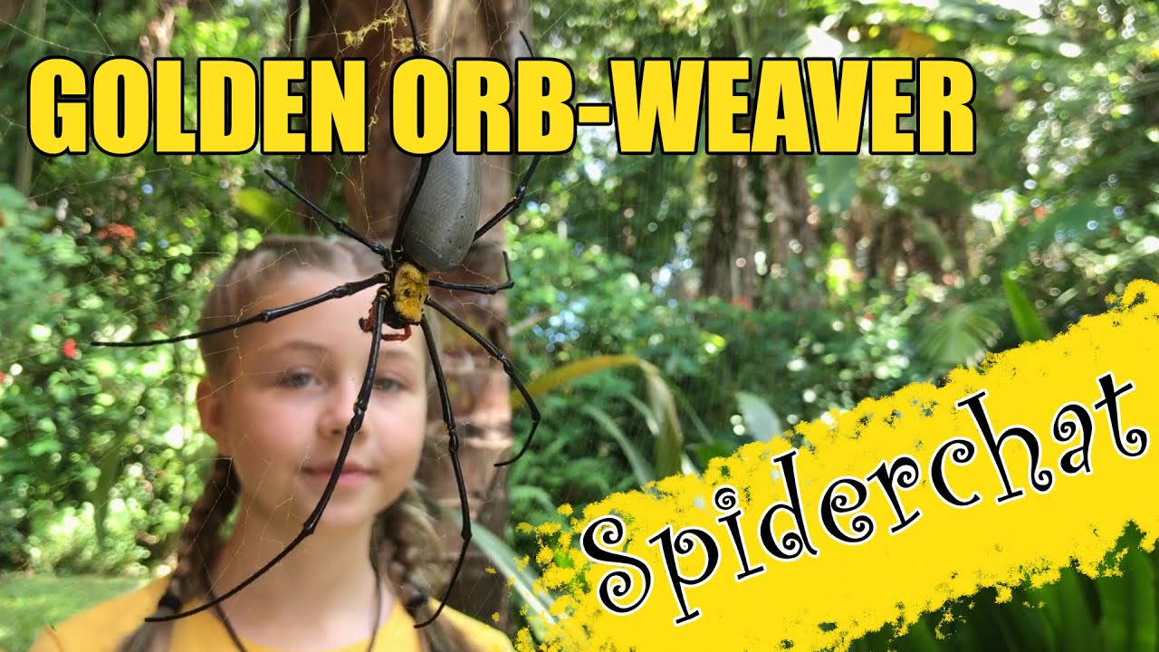 Spiderchat Episode 3 - Golden Orb-weaver