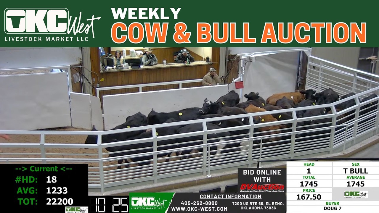 OKC West Cow & Bull Auction LIVE | El Reno Market Prices | Feb 2, 2026