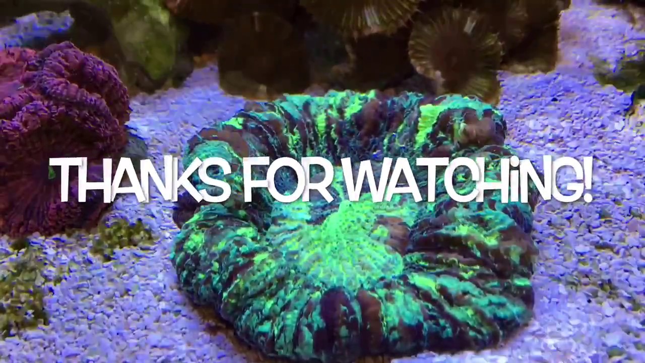 Solving a Problem with Gorgeous George the Trachyphyllia