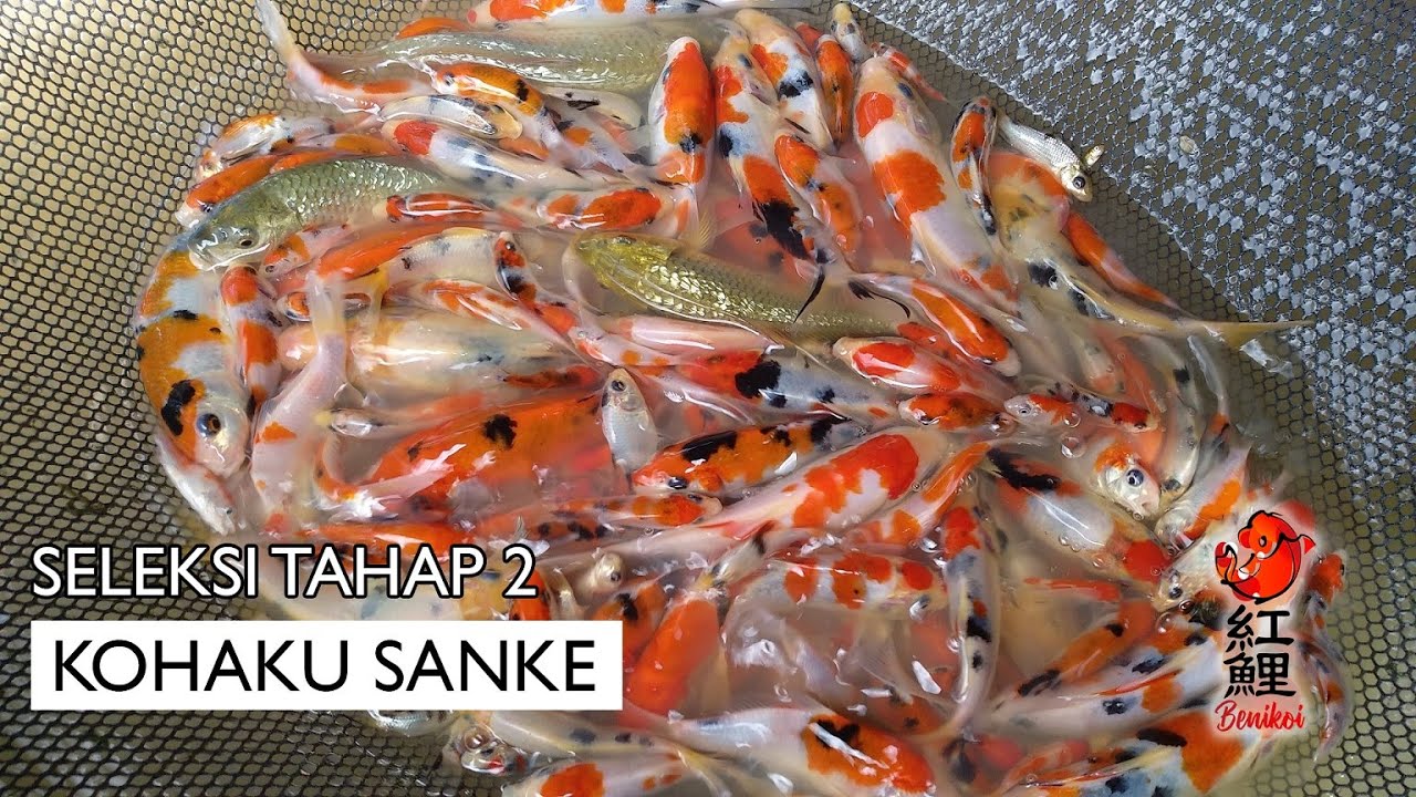 Seleksi tahap 2 jenis KOHAKU dan SANKE