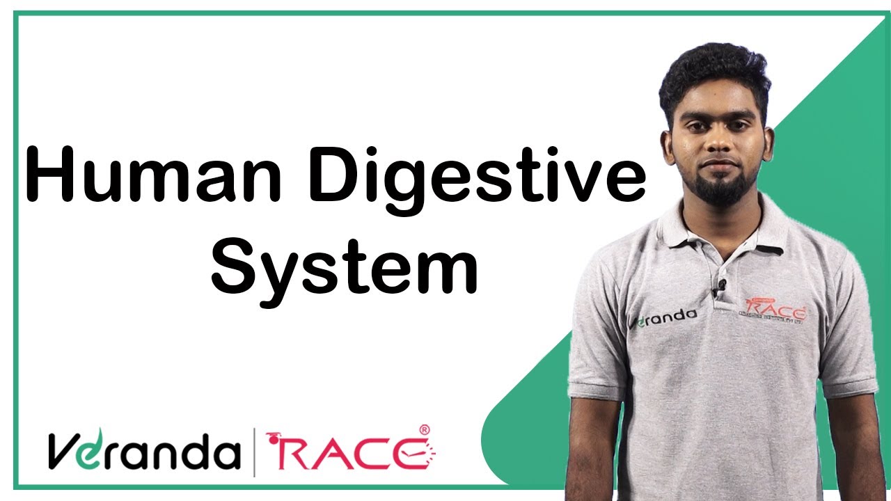 Human Digestive system and Digestive Track | SSC | Veranda Race