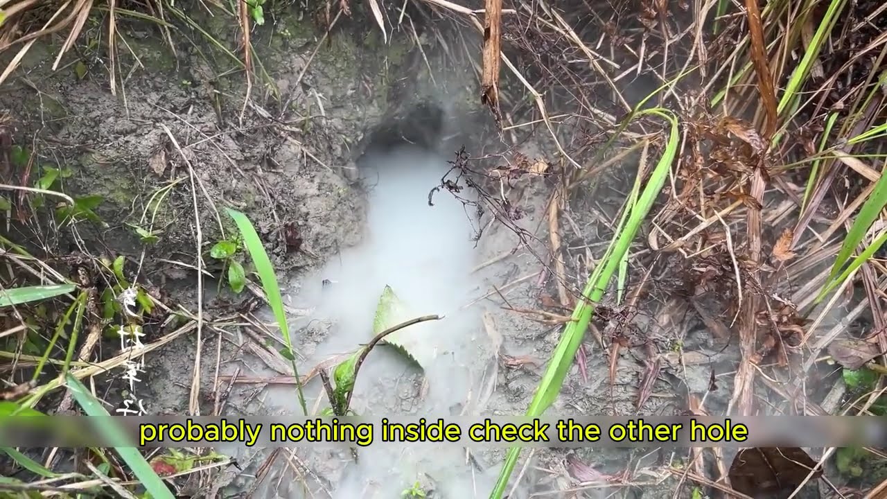 How Farmers Catch Rats in Cornfields  Traditional Smoke Method | Mouse Hunter