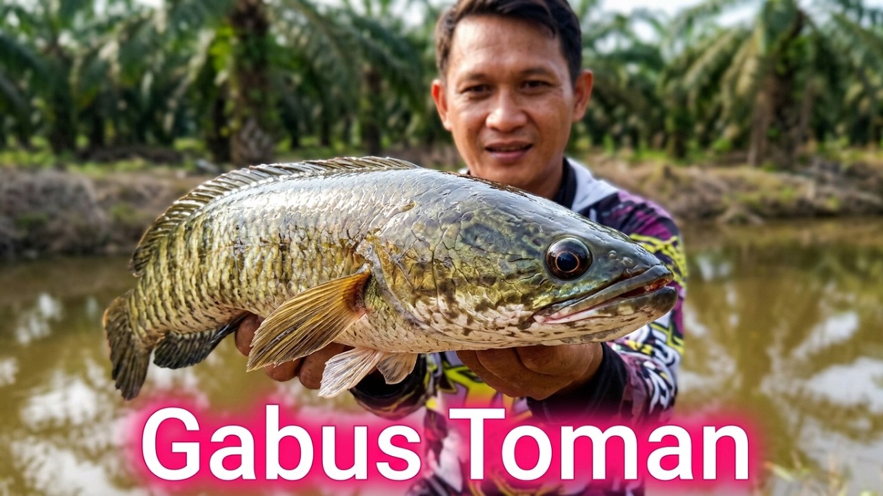 Strike Jelupung/Anak Toman di Kanal Sawit | Mancing | Casting Toman #castingtoman