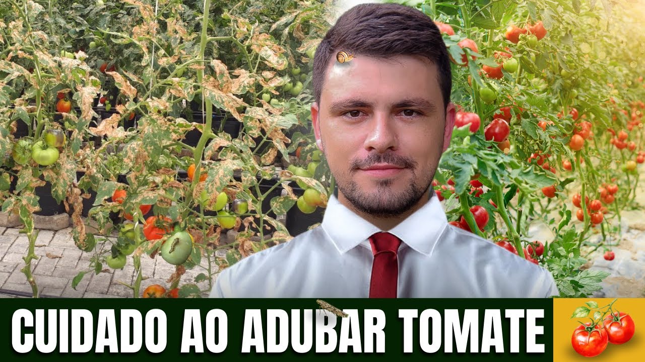 Passo a Passo da adubação PROFISSIONAL DO TOMATEIRO