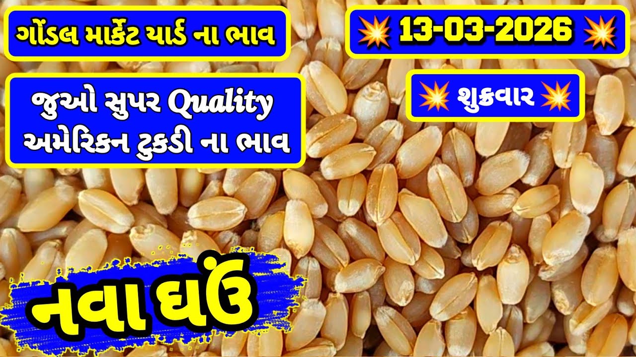 નવા ઘઉં ના ભાવ | 13-03-2026 | ગોંડલ નવા ઘઉંના ભાવ | Wheat Market Price | RJ Gondal Marketing Yard 