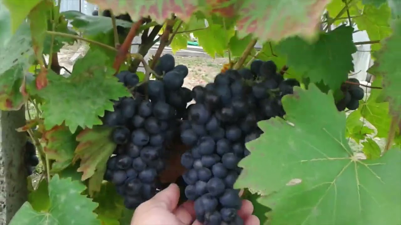 Așa arată strugurii NERO inainte de recoltare (UPDATE) !!!