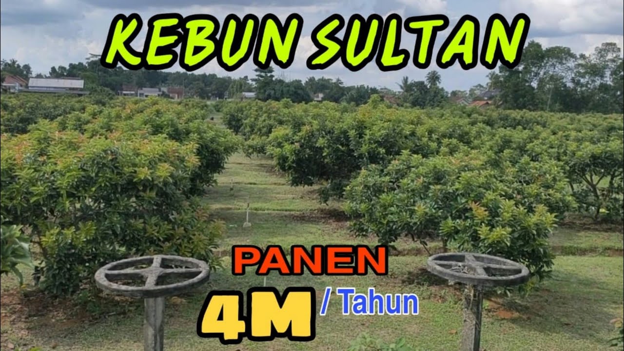JALAN JALAN DI KEBUN AKHIR ZAMAN | KEBUN EDUKASI LAMPUNG 2022