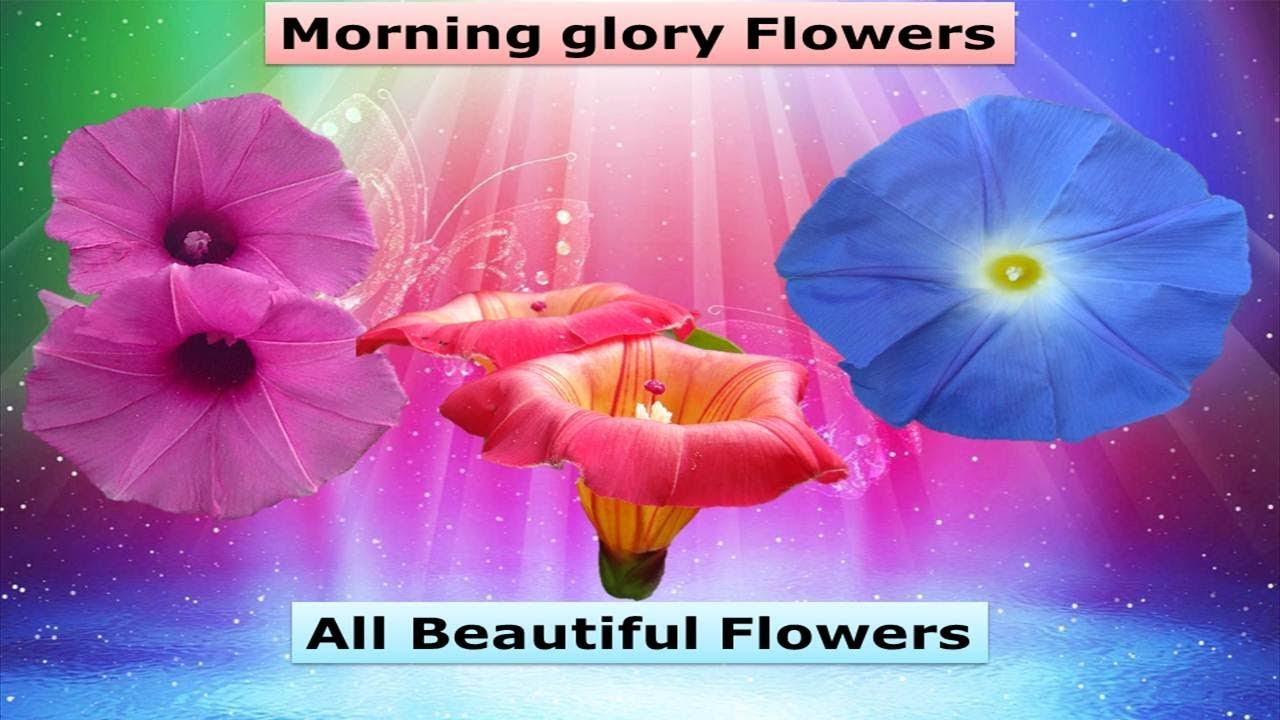 Morning glory Flowers  and All species 2018