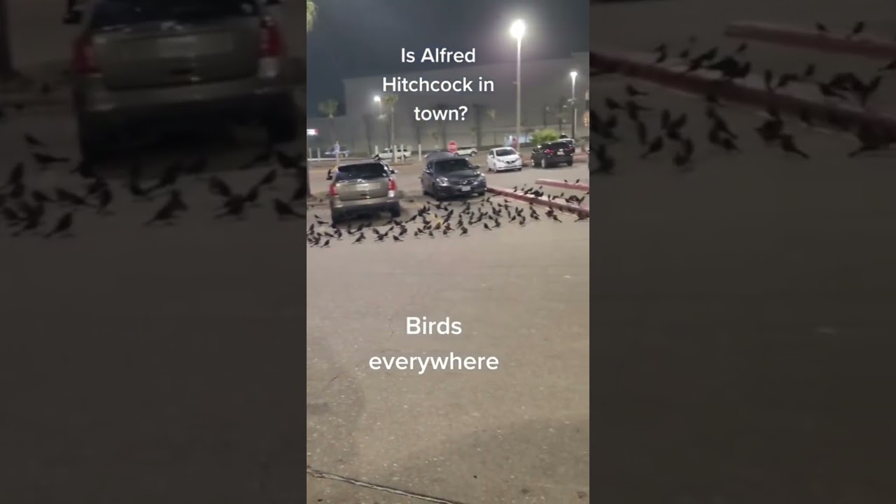 Why so MANY birds