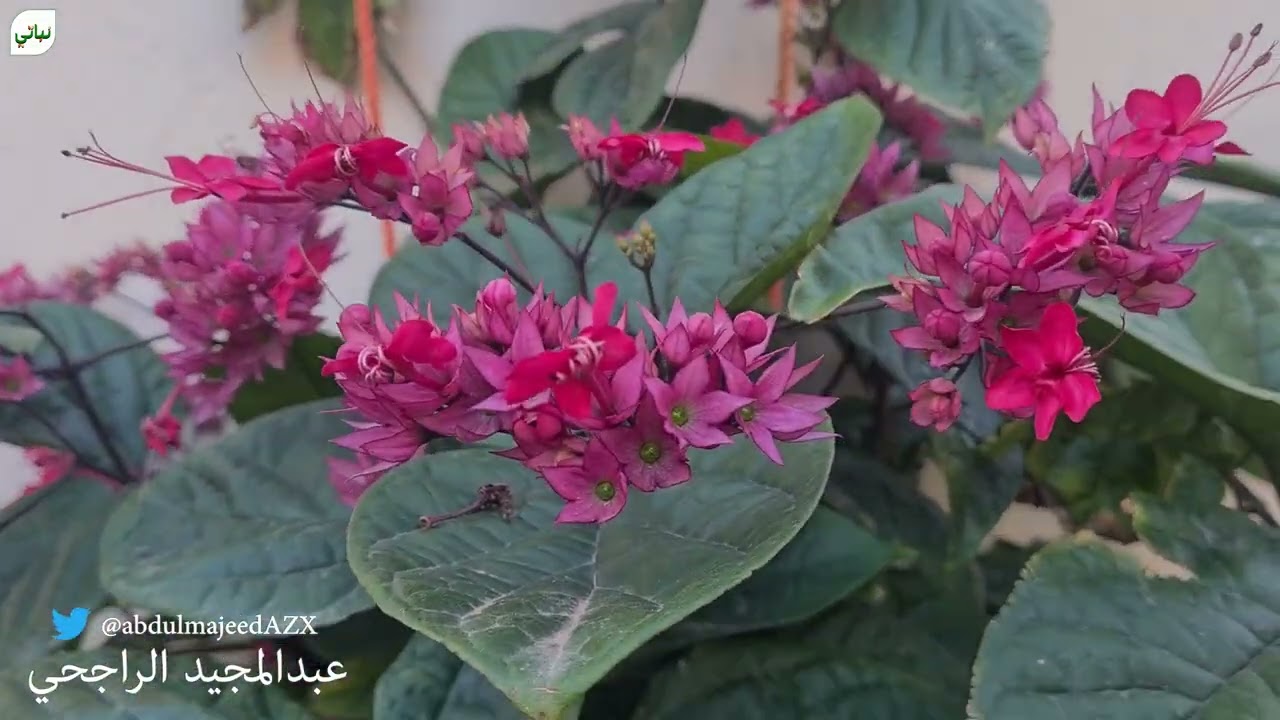 زيارة مزرعة الأخ عبدالمجيد الراجحي بحريملاء